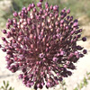 Allium ampeloprasum