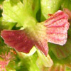 Rumex rothschildianus