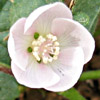 Malvella sherardiana