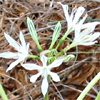 Small-Flowered Pancratium 