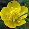 Ranunculus marginatus