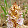 Orobanche crenata