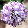 Globularia arabica