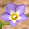 Convolvulus pentapetaloides