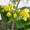 Phlomis viscosa