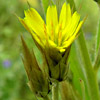 Catananche lutea