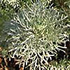 Artemisia arborescens