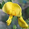 Bladder Senna 