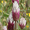 Trifolium dichroanthum