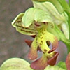 Orchis punctulata