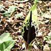 Spotted arum 