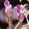 Astragalus sanctus