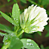 Trifolium alexandrinum