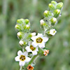 Heliotropium rotundifolium