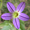 Campanula hierosolymitana