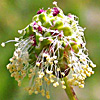 Sanguisorba minor