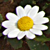 Anthemis leucanthemifolia