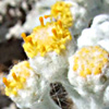 Otanthus maritimus