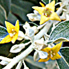 Elaeagnus angustifolia