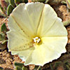 Convolvulus secundus