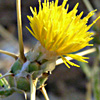 Centaurea hyalolepis