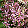 Allium schubertii