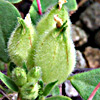 Bladder Kidney-Vetch 