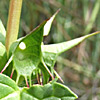 Moluccella spinosa