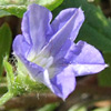 Convolvulus siculus