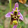 Ophrys holosericea