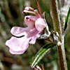 Teucrium creticum