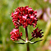 Centranthus longiflorus