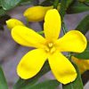 Bush Jasmine 