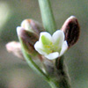 Polygonum argyrocoleon