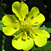 Potentilla reptans