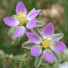 Spergularia rubra