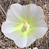 Alcea striata