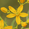 Haplophyllum buxbaumii