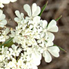 Daucus bicolor