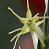 Crucianella macrostachya
