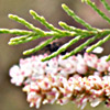 Tamarix parviflora