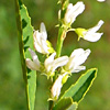 Melilotus albus