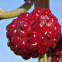 Chenopodium foliosum