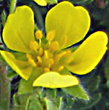 Potentilla geranioides