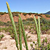 Phleum montanum