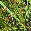 Cyperus longus