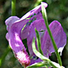 Vicia tenuifolia