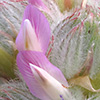 Astragalus deinacanthus