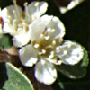 Cotoneaster racemiflorus