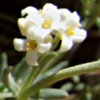 Galium incanum